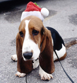 ��� ��� ���� Hush Puppie