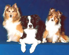 �� ����� ����